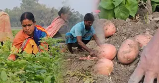 আলু চাষে বাম্পার ফলন, তবু দিশেহারা পঞ্চগড়ের চাষীরা